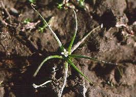 Attēlu rezultāti vaicājumam “Subularia aquatica”