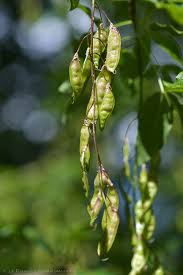 Attēlu rezultāti vaicājumam “Laburnum alpinum fruit”