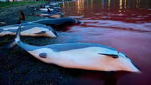 Image result for japan dolphin slaughter