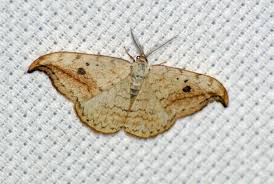 Attēlu rezultāti vaicājumam “Drepana falcataria”