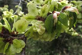 Attēlu rezultāti vaicājumam “Ulmus glabra flower”