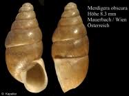 Attēlu rezultāti vaicājumam “Ena obscura”