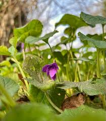 Attēlu rezultāti vaicājumam “Viola riviniana leaf”
