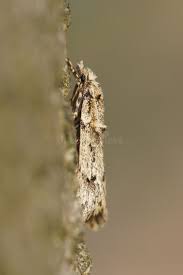 Attēlu rezultāti vaicājumam “Diurnea fagella”