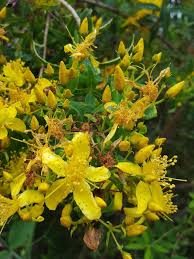 Attēlu rezultāti vaicājumam “Hypericum perforatum”