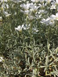 Attēlu rezultāti vaicājumam “Cerastium tomentosum leaf”