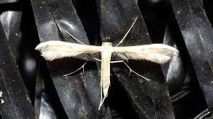 Attēlu rezultāti vaicājumam “Adaina microdactyla”