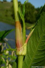 Attēlu rezultāti vaicājumam “Persicaria lapathifolia leaf”