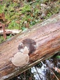 Attēlu rezultāti vaicājumam “Phellinus nigrolimitatus”