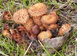 Attēlu rezultāti vaicājumam “Pholiota squarrosa”