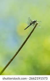 Attēlu rezultāti vaicājumam “Libellula fulva male”