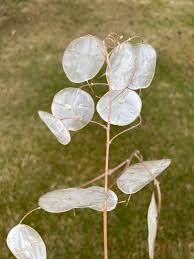 Image result for Lunaria annua