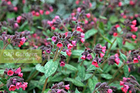 Attēlu rezultāti vaicājumam “Pulmonaria saccharata”