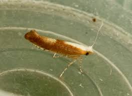 Attēlu rezultāti vaicājumam “Argyresthia albistria”