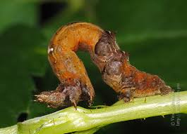 Attēlu rezultāti vaicājumam “Selenia dentaria larva”