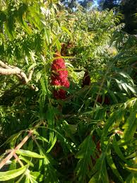 Attēlu rezultāti vaicājumam “Rhus typhina flower”