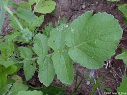 Attēlu rezultāti vaicājumam “Raphanus raphanistrum”