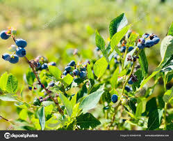 Attēlu rezultāti vaicājumam “Vaccinium uliginosum fruit”