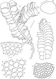 Attēlu rezultāti vaicājumam “Odontoschisma denudatum”