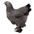 Brahma Chickens
