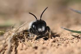 Attēlu rezultāti vaicājumam “Andrena vaga”