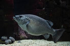 Image result for Polyprion americanus