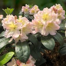 Attēlu rezultāti vaicājumam “rhododendron”