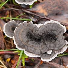 Attēlu rezultāti vaicājumam “Phellodon niger”