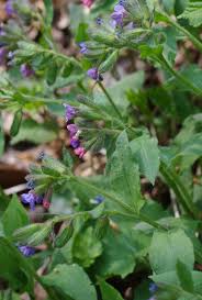 Attēlu rezultāti vaicājumam “Pulmonaria obscura bud”