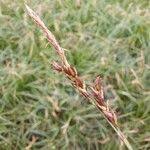 Attēlu rezultāti vaicājumam “Carex caryophyllea fruit”