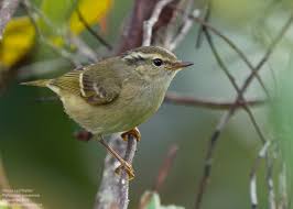 Image result for Phylloscopus orientalis