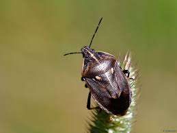 Attēlu rezultāti vaicājumam “Jalla dumosa”