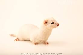 Attēlu rezultāti vaicājumam “Mustela nivalis”