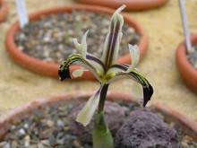 Attēlu rezultāti vaicājumam “Iris rosenbachiana”