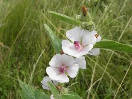 Image result for Althaea officinalis