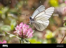 Attēlu rezultāti vaicājumam “Aporia crataegi upperside”