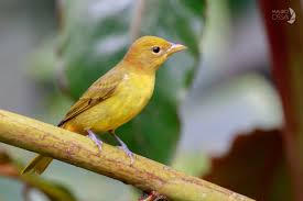 Image result for Piranga rubra