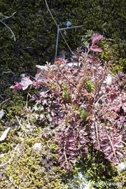 Attēlu rezultāti vaicājumam “Cardamine impatiens flower”
