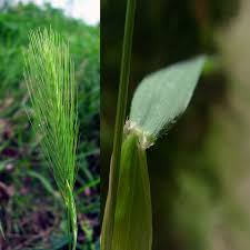 Attēlu rezultāti vaicājumam “Hordelymus europaeus leaf”