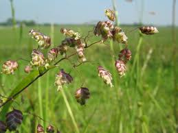 Attēlu rezultāti vaicājumam “Briza media flower”