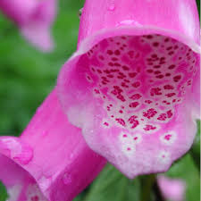 Image result for Fingerhut rot