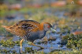 Image result for Porzana pusilla