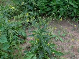 Attēlu rezultāti vaicājumam “Bunias orientalis”