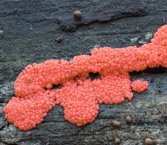 Attēlu rezultāti vaicājumam “Heterotrichia ferruginea (syn. Arcyria ferruginea)”