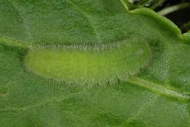 Attēlu rezultāti vaicājumam “Lycaena virgaureae”