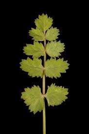 Image result for Pimpinella saxifraga