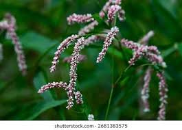 Attēlu rezultāti vaicājumam “Persicaria lapathifolia flower”