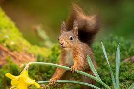 Image result for Solent Viragos