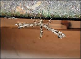 Attēlu rezultāti vaicājumam “Platyptilia gonodactyla”