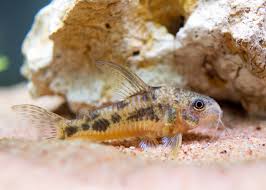 Image result for fish corydoras